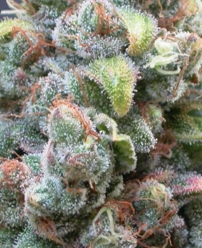 10+ Best Cannabis Strains for ADHD â Does It Help Relieve ADD/ADHD ...