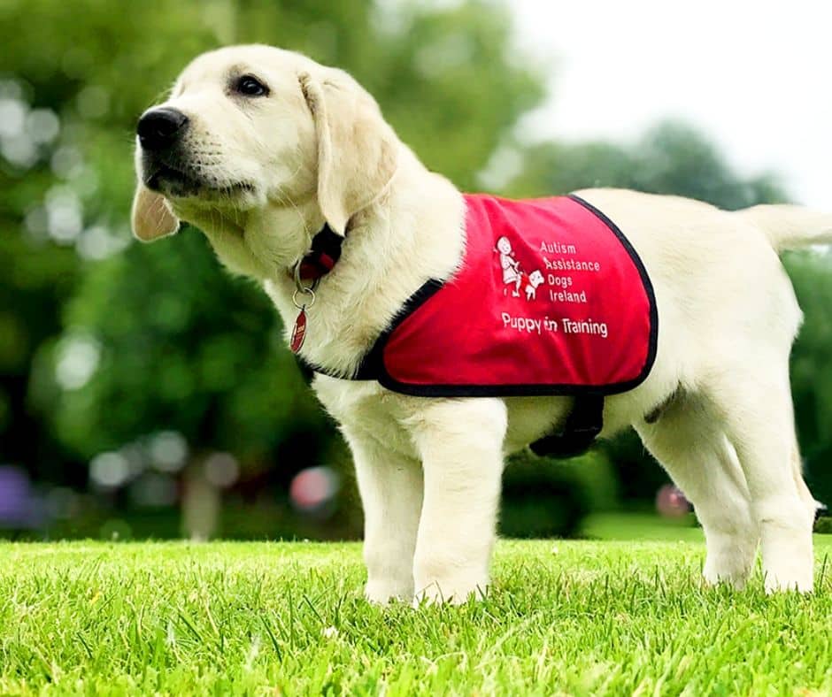 Autism Assistance Dogs Ireland : Make a gift in honour of someone special