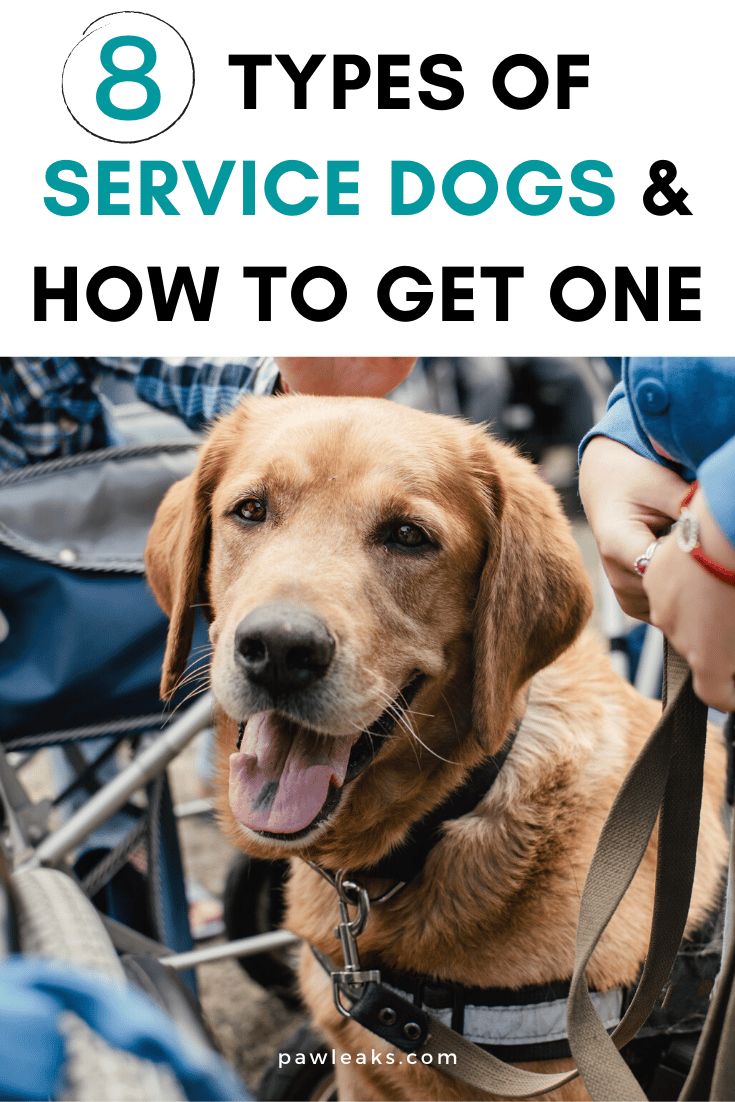 Autism Service Dog For Adults Uk