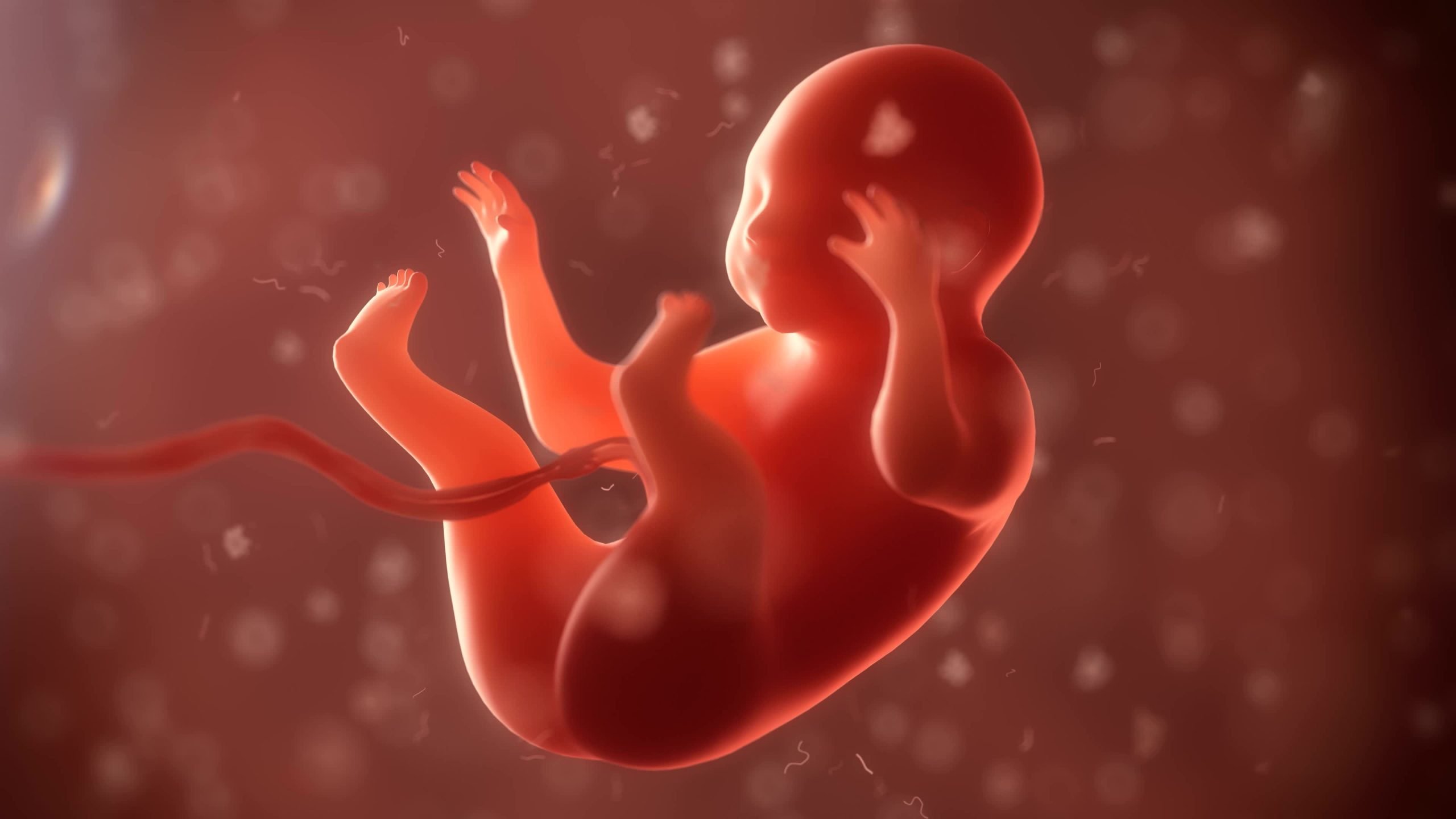 Babies Pee In The Womb