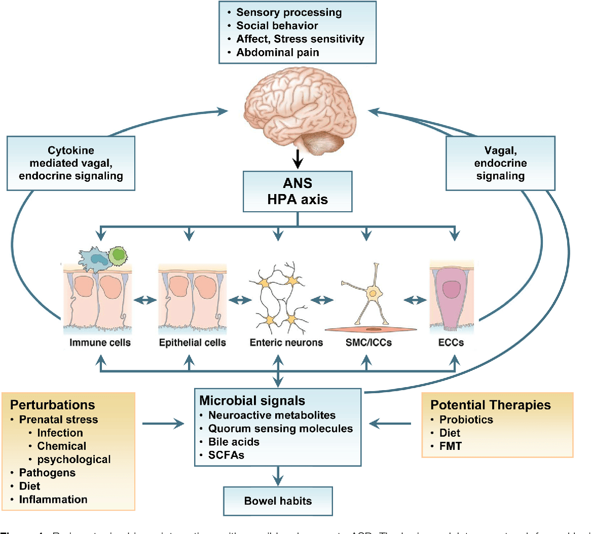 Figure 1 from Altered brain