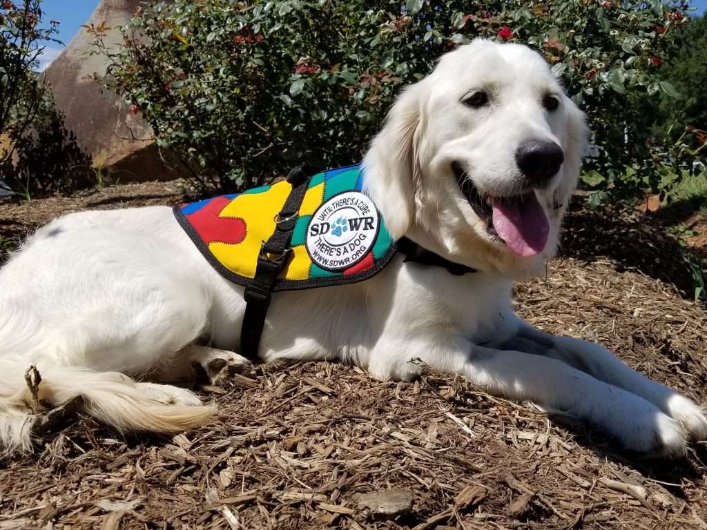 autism-service-dogs-for-adults-autismtalkclub