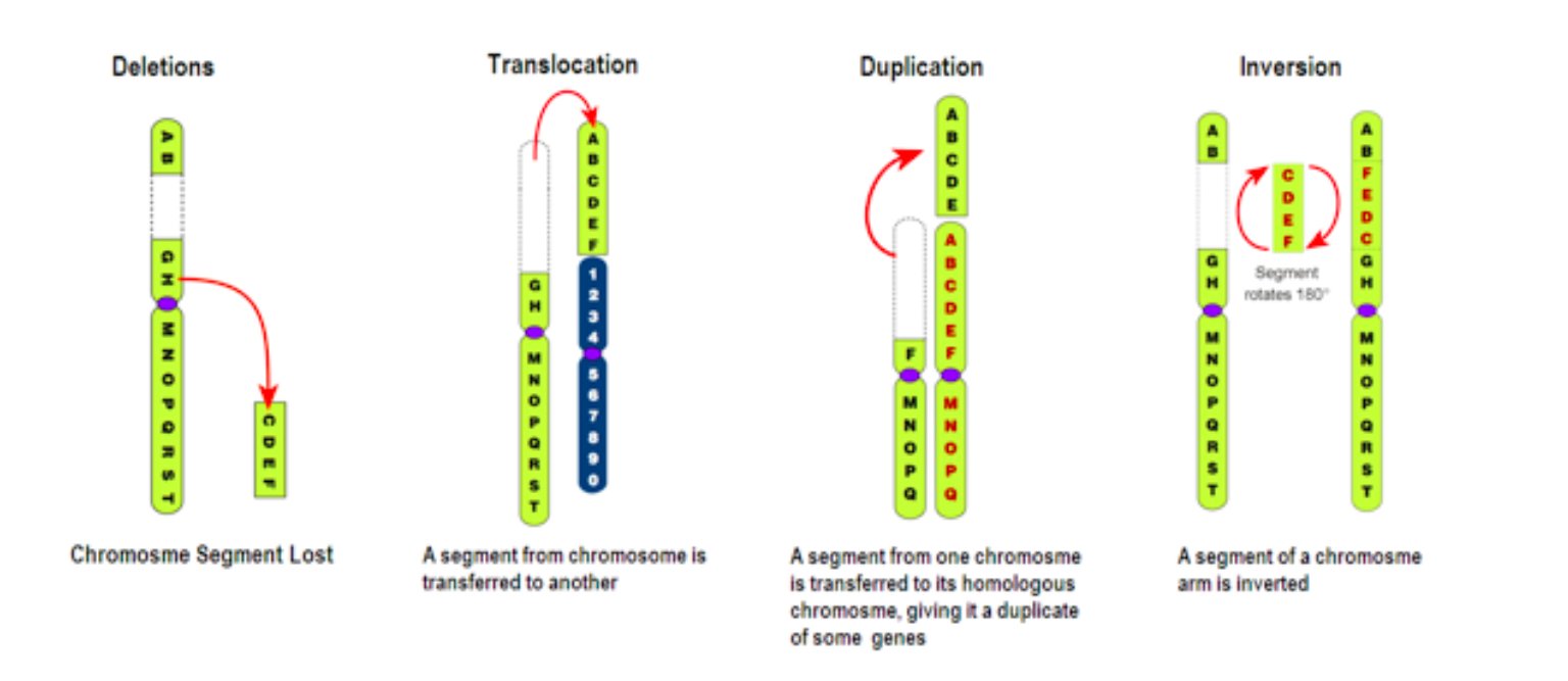 What are four types of chromosomal mutations?
